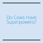 Nutrition-Studies-Boxes_Super-Cow